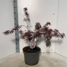 Plaštakinis klevas - Acer palmatum ROYAL GARNET