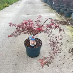Plaštakinis klevas - Acer palmatum ROYAL GARNET