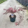Plaštakinis klevas - Acer palmatum ROYAL GARNET