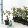 Acer palmatum LITTLE PRINCESS