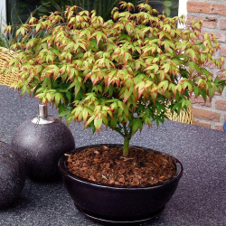 Plaštakinis klevas - Acer palmatum LITTLE PRINCESS