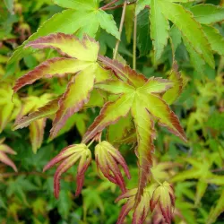 Acer palmatum LITTLE PRINCESS