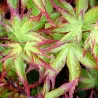 Acer palmatum LITTLE PRINCESS