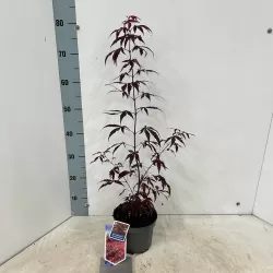 Plaštakinis klevas - Acer palmatum ATROPURPUREUM