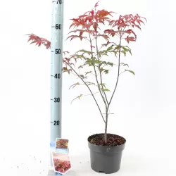 Buy Japanese maple green globe online with home delivery