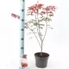 Plaštakinis klevas - Acer palmatum ATROPURPUREUM