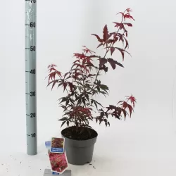 Plaštakinis klevas - Acer palmatum ATROPURPUREUM