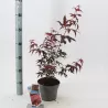 Plaštakinis klevas - Acer palmatum ATROPURPUREUM