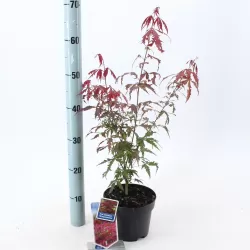 Buy Japanese maple green globe online with home delivery