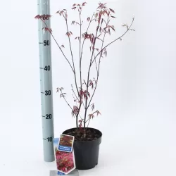 Plaštakinis klevas - Acer palmatum ATROPURPUREUM