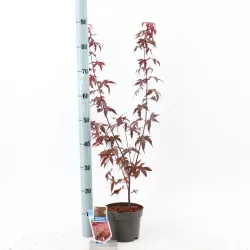 Buy Japanese maple green globe online with home delivery