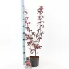 Buy Japanese maple green globe online with home delivery