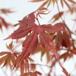 Buy Japanese maple green globe online with home delivery