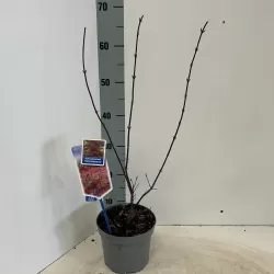 Buy Japanese maple green globe online with home delivery