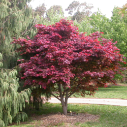 Buy Japanese maple green globe online with home delivery