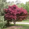 Buy Japanese maple green globe online with home delivery