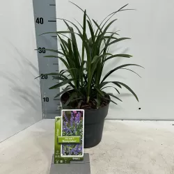 Liriope muscari MONEYMAKER