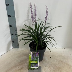 Žydrinė laibūnė - Liriope muscari MONEYMAKER