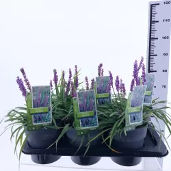 Žydrinė laibūnė - Liriope muscari BIG BLUE