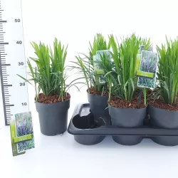 Žydrinė laibūnė - Liriope muscari BIG BLUE