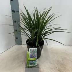 Žydrinė laibūnė - Liriope muscari BIG BLUE