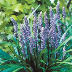 Žydrinė laibūnė - Liriope muscari BIG BLUE