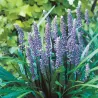 Žydrinė laibūnė - Liriope muscari BIG BLUE