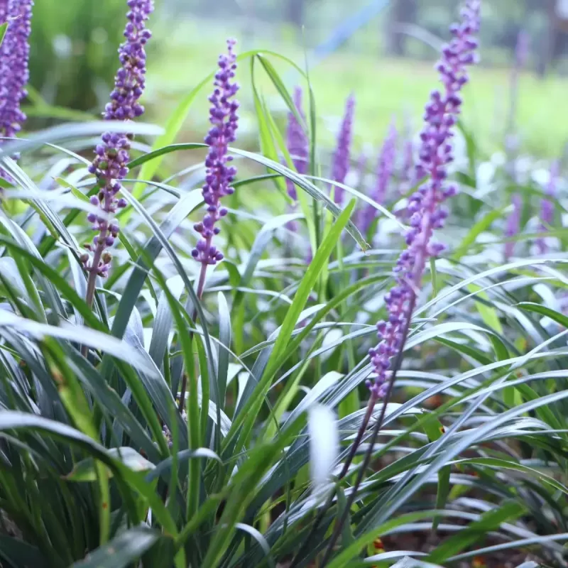 Žydrinė laibūnė - Liriope muscari BIG BLUE