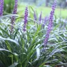 Žydrinė laibūnė - Liriope muscari BIG BLUE