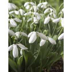 copy of Primula Sweet Specials - Rosebud Mix