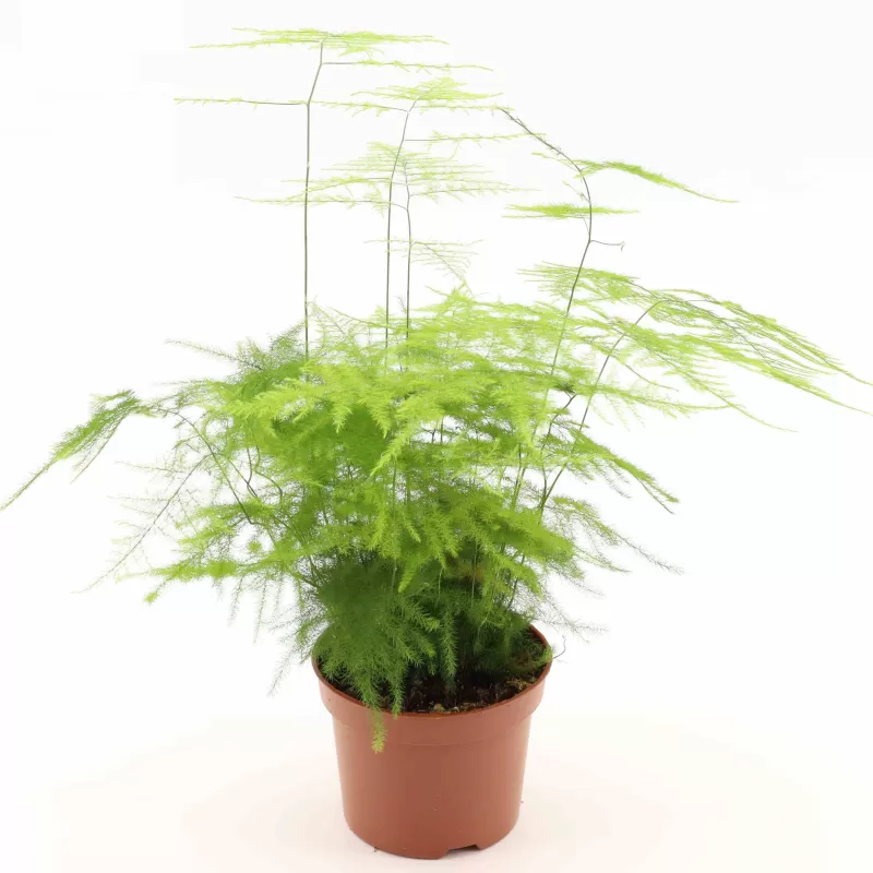 Plunksnašakis smidras - Asparagus setaceus plumosus