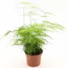 Plunksnašakis smidras - Asparagus setaceus plumosus