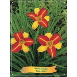 Hemerocallis FRANS HALS