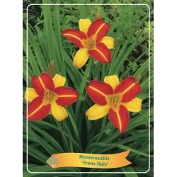 Hemerocallis FRANS HALS