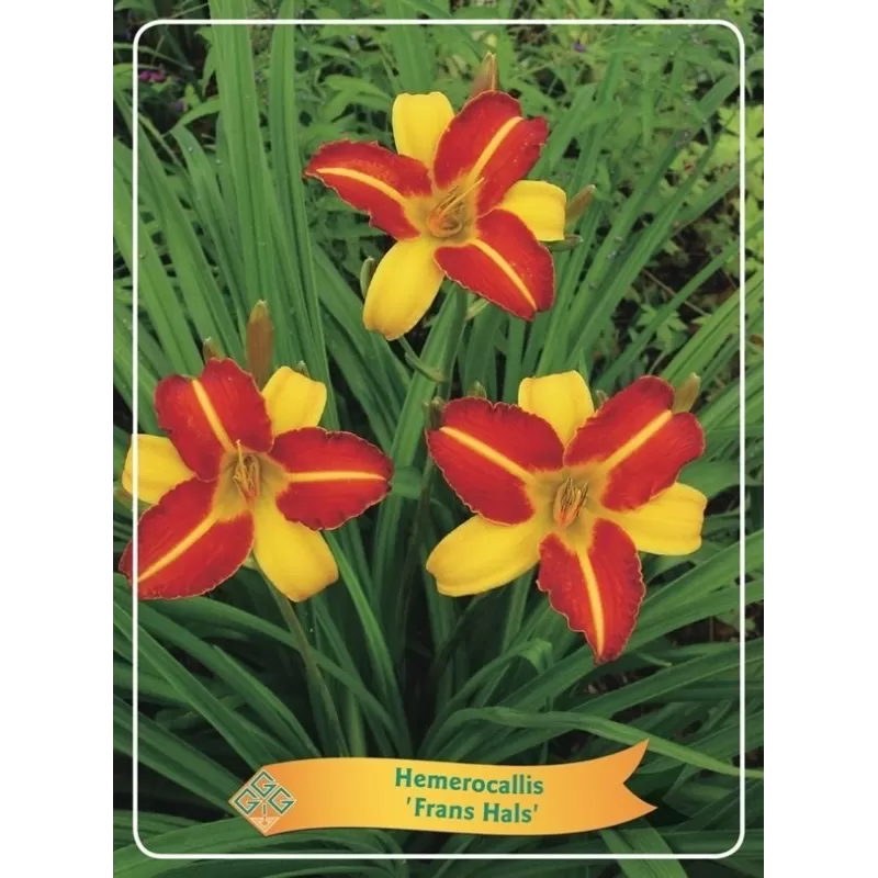 Viendienė - Hemerocallis FRANS HALS
