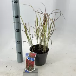 Cilindrinė imperata su pristatymu į namus