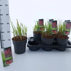 Cilindrinė imperata su pristatymu į namus