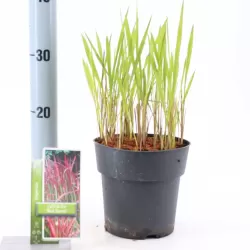 Cilindrinė imperata su pristatymu į namus