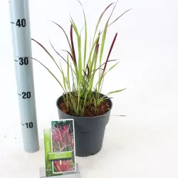 Cilindrinė imperata - Imperata cylindrica RED BARON