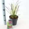 Cilindrinė imperata - Imperata cylindrica RED BARON