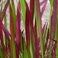 Cilindrinė imperata su pristatymu į namus