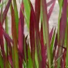 Cilindrinė imperata - Imperata cylindrica RED BARON