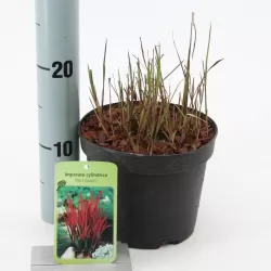 Cilindrinė imperata su pristatymu į namus