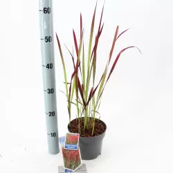 Cilindrinė imperata - Imperata cylindrica RED BARON