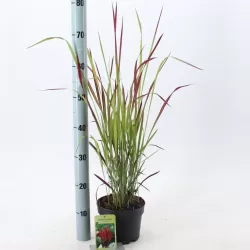 Cilindrinė imperata - Imperata cylindrica RED BARON
