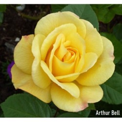 Rožė - Rosa Arthur Bell Classic Beauties P26C7,5R