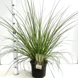 Cortaderia selloana PUMILA
