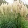 Argentininė kortaderija - Cortaderia selloana PUMILA