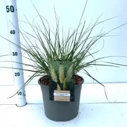 Cortaderia selloana PUMILA