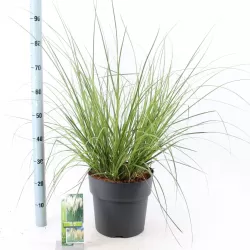 Cortaderia selloana PUMILA